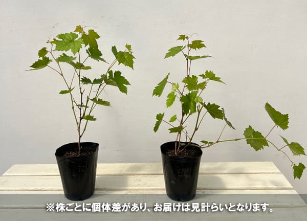 ブドウ:ブラック三尺挿木苗4号ポット