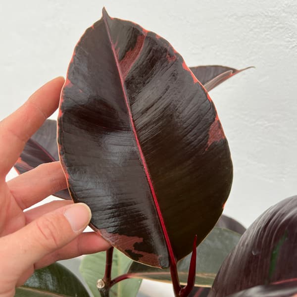 フィカス:エラスティカ ブルールビー 4号ポット