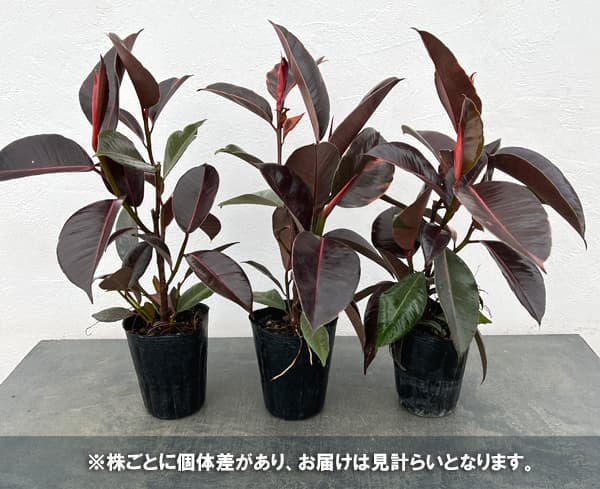 フィカス:エラスティカ ブルールビー 4号ポット