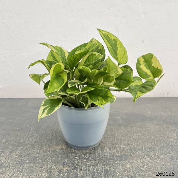 ポトス：エメラルド　3号ポット潤流鉢（穴ナシ鉢カバー入り）入り