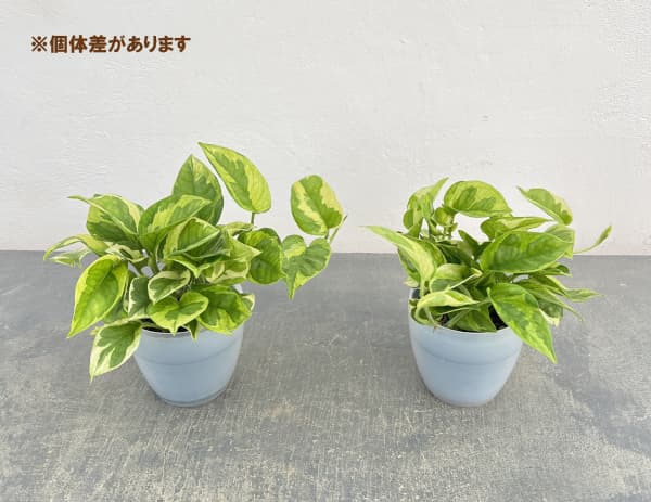 ポトス：エメラルド　3号ポット潤流鉢（穴ナシ鉢カバー入り）入り