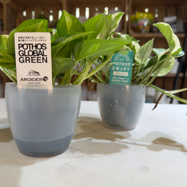 ポトス:エメラルド 3号ポット潤流鉢(穴ナシ鉢カバー入り)入り