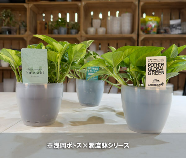 ポトス:エメラルド 3号ポット潤流鉢(穴ナシ鉢カバー入り)入り