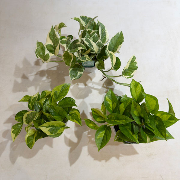 ポトス:エメラルド 3号ポット潤流鉢(穴ナシ鉢カバー入り)入り