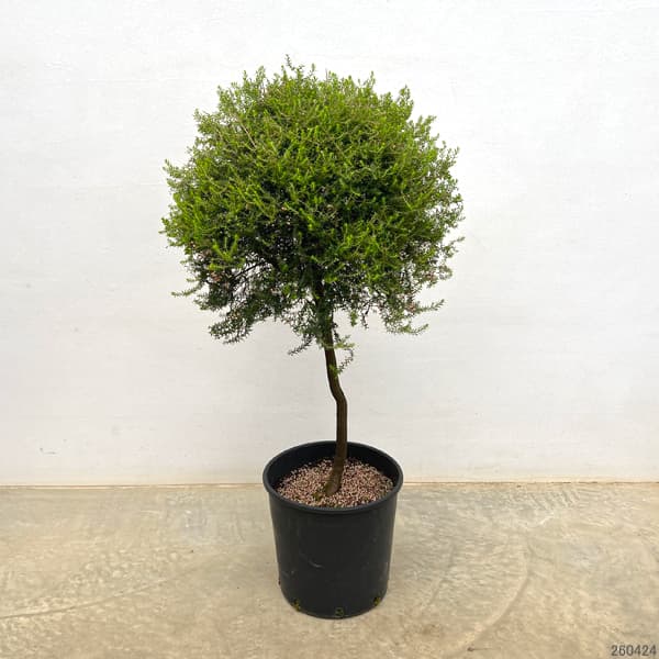 エリカ：ジャノメエリカ（スタンド仕立て）8号鉢植え