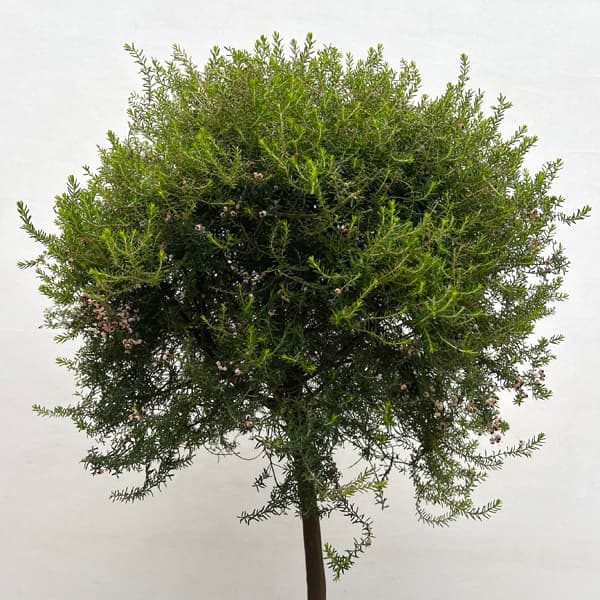 エリカ：ジャノメエリカ（スタンド仕立て）8号鉢植え