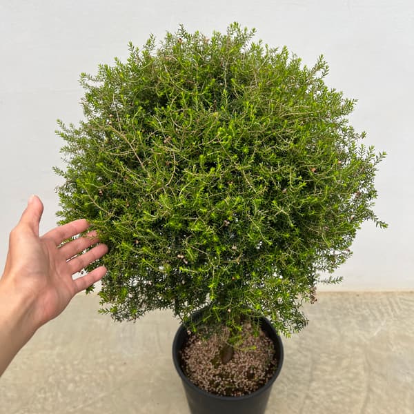 エリカ：ジャノメエリカ（スタンド仕立て）8号鉢植え