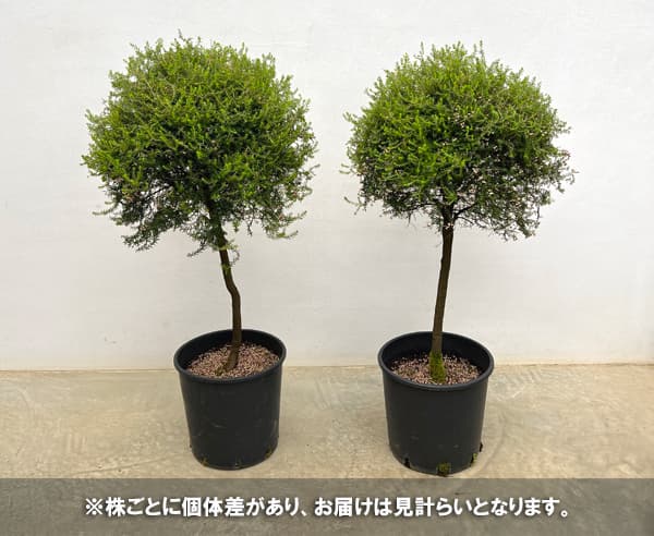 エリカ：ジャノメエリカ（スタンド仕立て）8号鉢植え