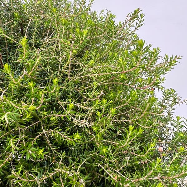 エリカ：ジャノメエリカ（スタンド仕立て）8号鉢植え