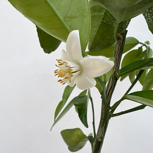 オートー5号ポット