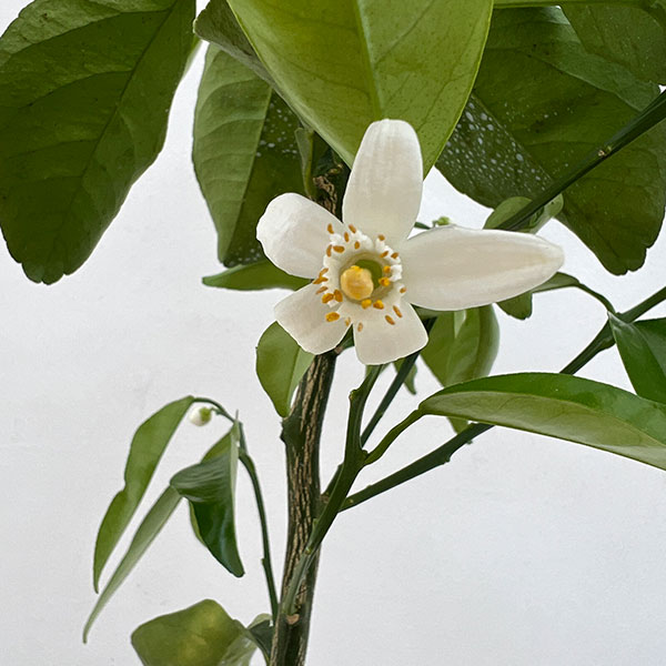 オートー5号ポット