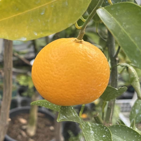 オートー5号ポット