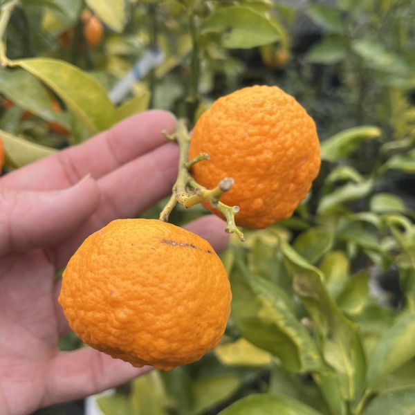 クガニー5号ポット