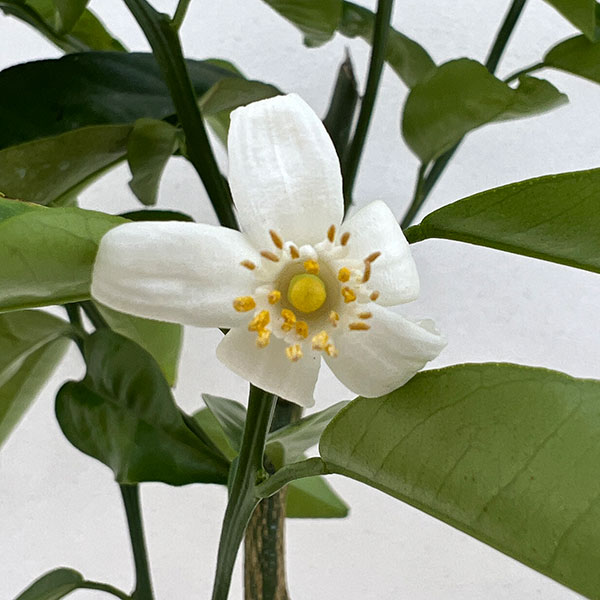 クガニー5号ポット