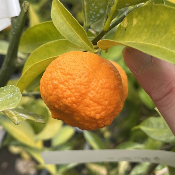 カブーチ5号ポット