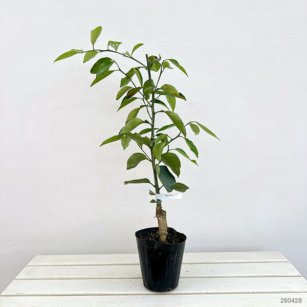 タルガヨ5号ポット