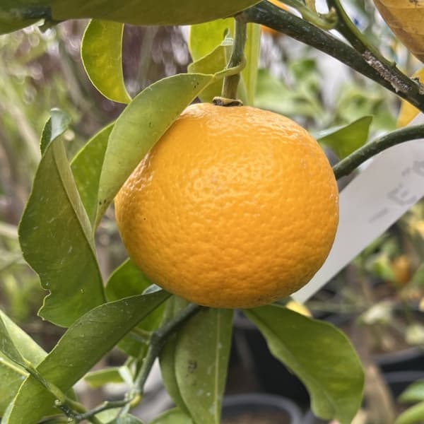 タルガヨ5号ポット