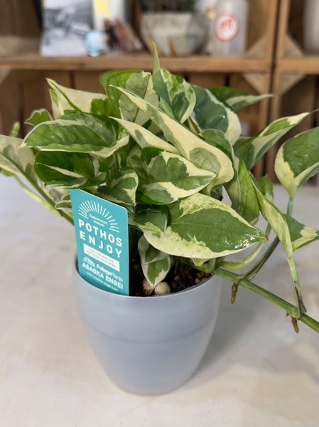 ポトス:エンジョイ3号ポット潤流鉢(穴ナシ鉢カバー入り)入り