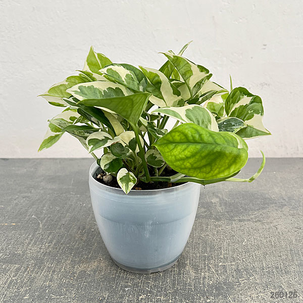園芸ネット本店｜ポトス：エンジョイ3号ポット潤流鉢（穴ナシ鉢カバー