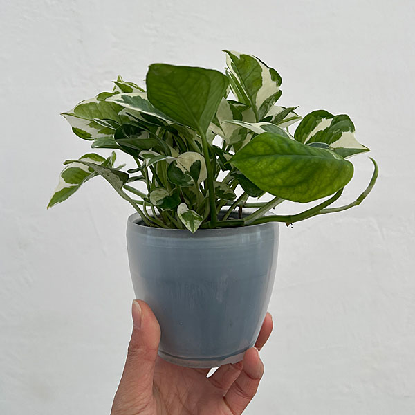 ポトス：エンジョイ3号ポット潤流鉢（穴ナシ鉢カバー入り）入り