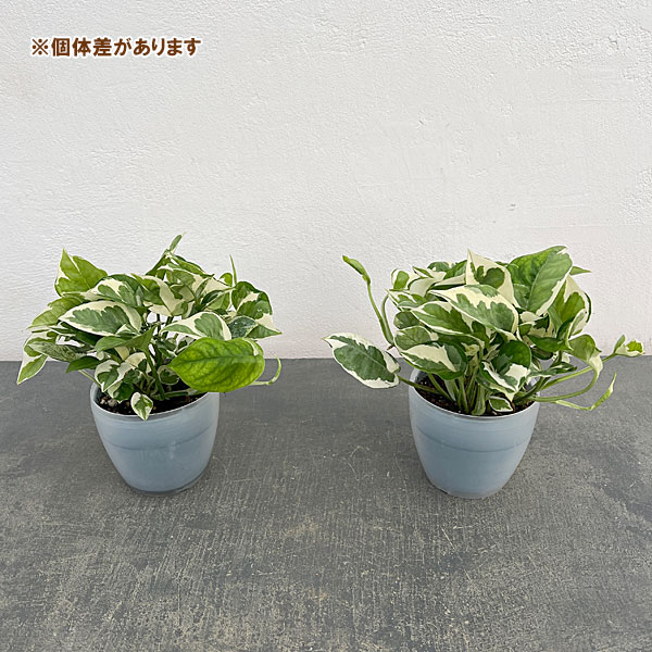 ポトス：エンジョイ3号ポット潤流鉢（穴ナシ鉢カバー入り）入り