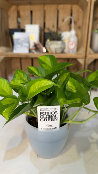 ポトス:グローバルグリーン3号ポット潤流鉢(穴ナシ鉢カバー入り)入り