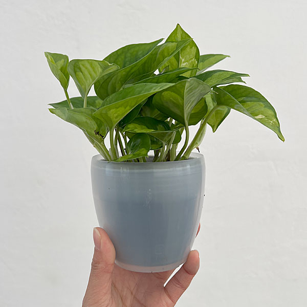 ポトス：グローバルグリーン3号ポット潤流鉢（穴ナシ鉢カバー入り）入り