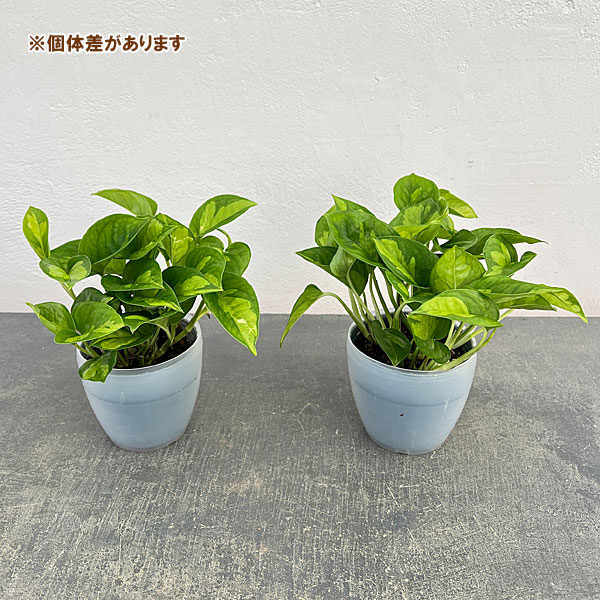 ポトス：グローバルグリーン3号ポット潤流鉢（穴ナシ鉢カバー入り）入り