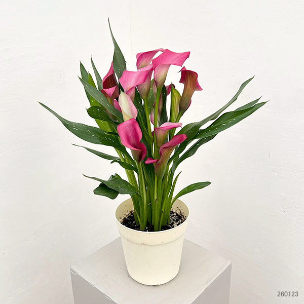 カラー：ローズ　5号鉢植え