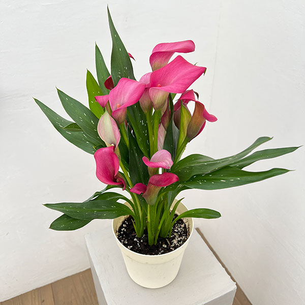 カラー：ローズ　5号鉢植え