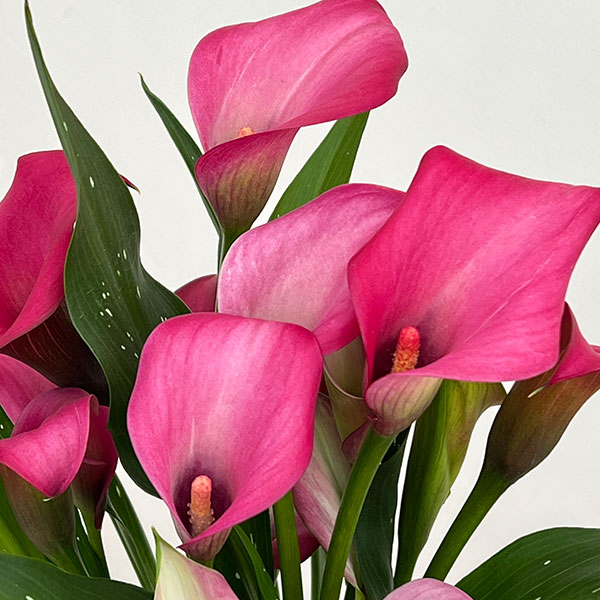 カラー：ローズ　5号鉢植え