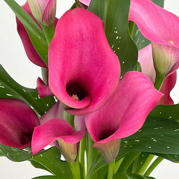 カラー：ローズ　5号鉢植え