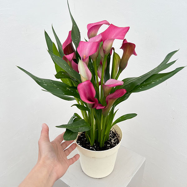 カラー：ローズ　5号鉢植え