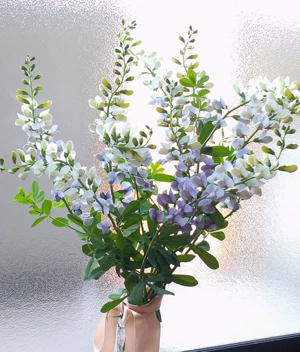 バプティシア：ルナエクリプス3.5号ポット