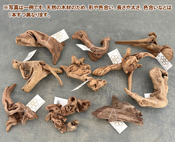 マングローブ系の流木 Sサイズ