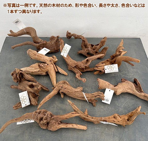 マングローブ系の流木 Mサイズ