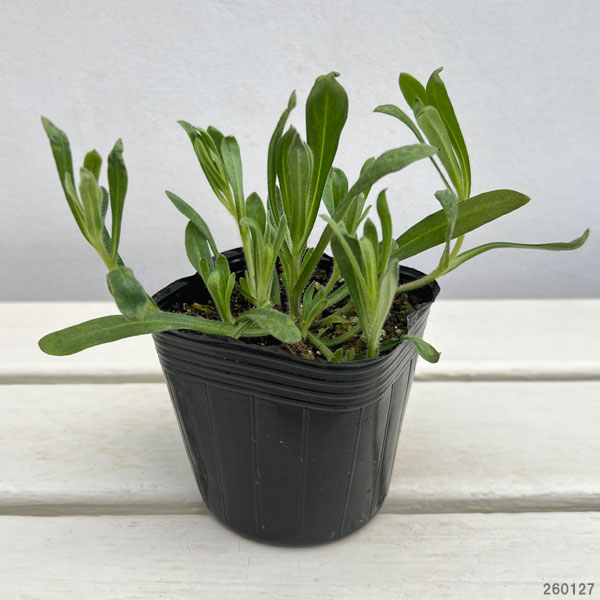 キングフィッシャー デージー 3-3.5号ポット（村岡オーガニックさん自家採種株）