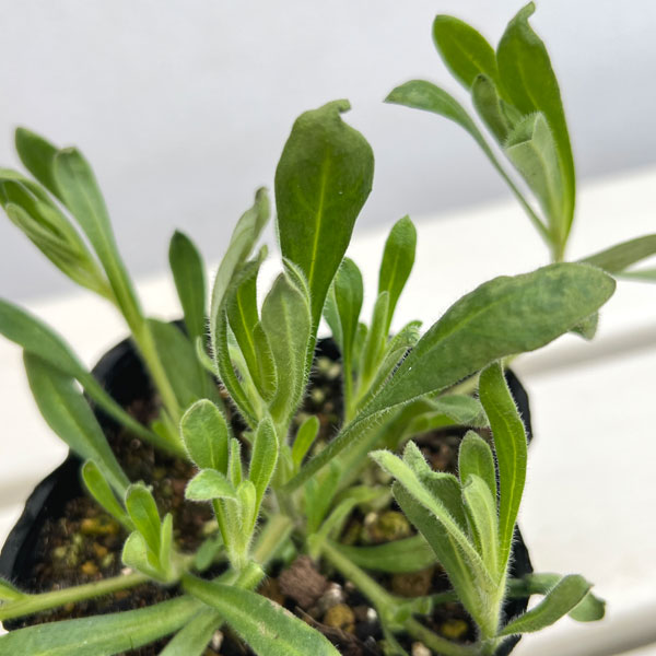 キングフィッシャー デージー 3-3.5号ポット（村岡オーガニックさん自家採種株）