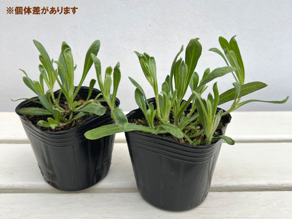 キングフィッシャー デージー 3-3.5号ポット（村岡オーガニックさん自家採種株）