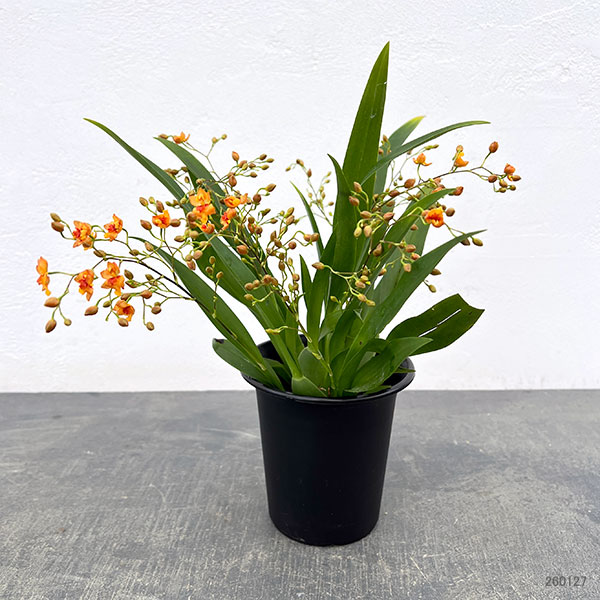 オンシジウム：トゥインクル　オレンジ系3.5号ポット