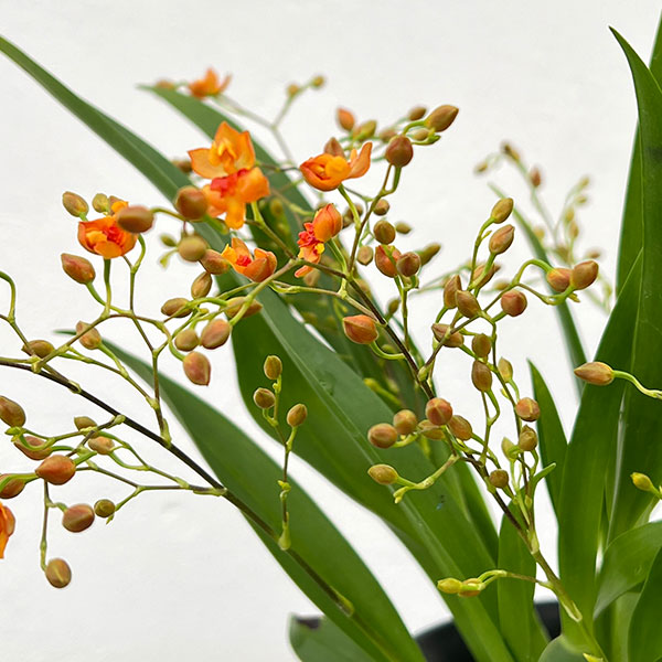 オンシジウム：トゥインクル　オレンジ系3.5号ポット