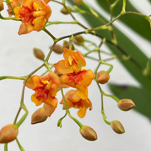 オンシジウム：トゥインクル　オレンジ系3.5号ポット