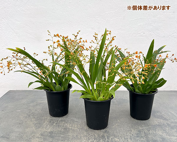 オンシジウム：トゥインクル　オレンジ系3.5号ポット