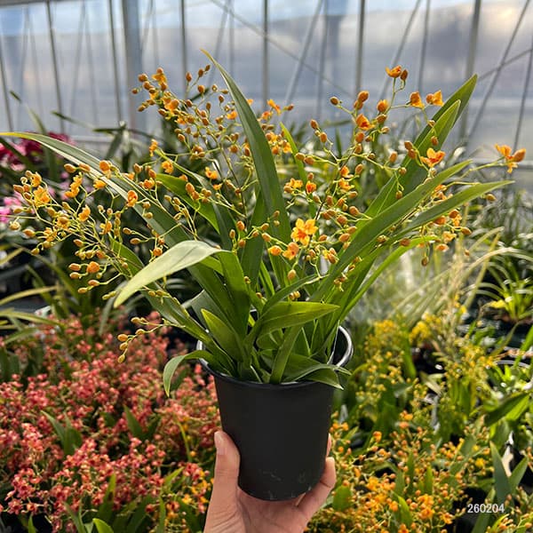 オンシジウム：トゥインクル　オレンジ系3.5号ポット