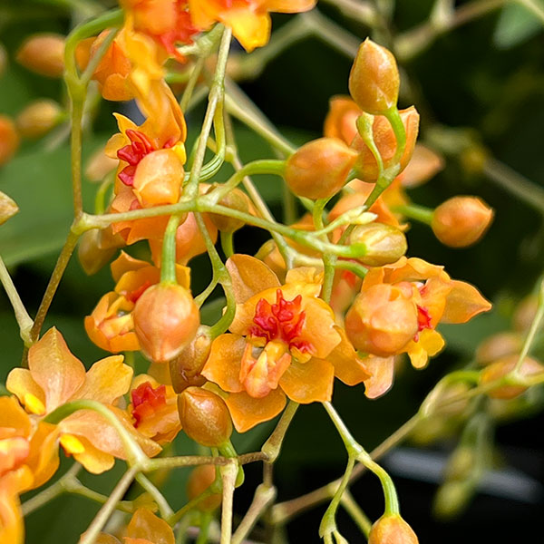 オンシジウム：トゥインクル　オレンジ系3.5号ポット