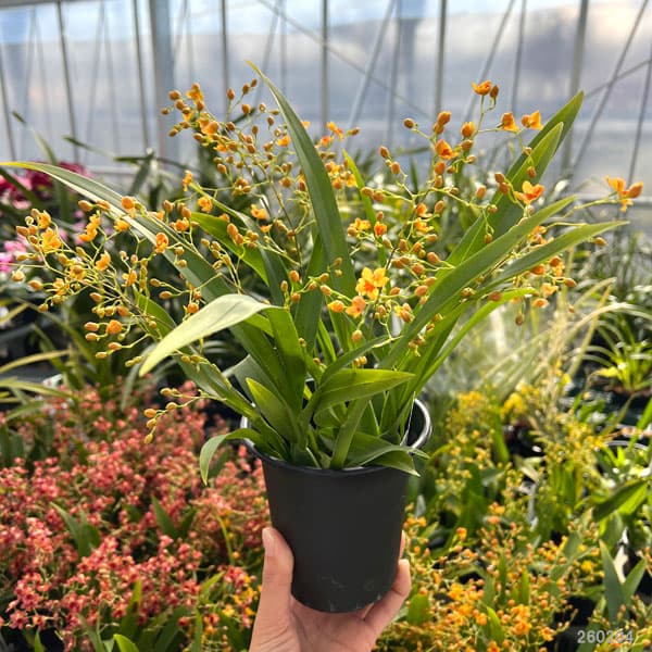 オンシジウム：トゥインクル　オレンジ系3.5号ポット