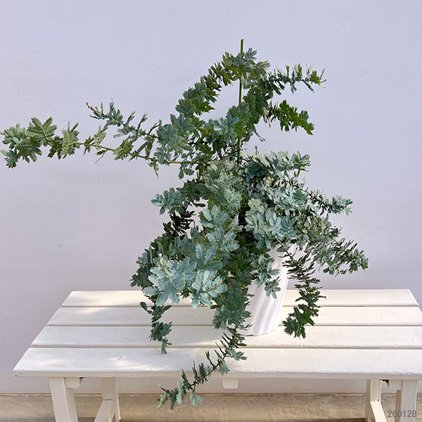 アカシア:シダレ ミモザ7号鉢植え