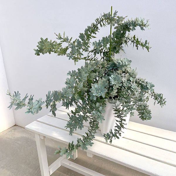 アカシア:シダレ ミモザ7号鉢植え