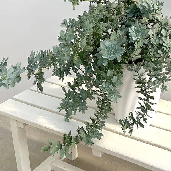 アカシア:シダレ ミモザ7号鉢植え