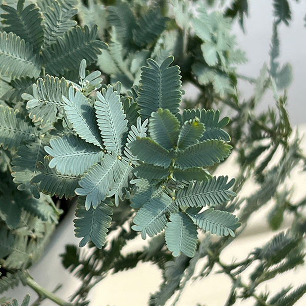 アカシア:シダレ ミモザ7号鉢植え